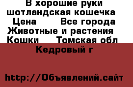 В хорошие руки шотландская кошечка › Цена ­ 7 - Все города Животные и растения » Кошки   . Томская обл.,Кедровый г.